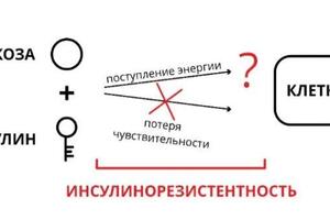 Работа с инсулинорезистентность и выявление её на ранней стадии — Ванюшова Юлия Александровна