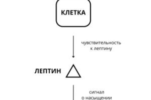 Работа с инсулинорезистентность и выявление её на ранней стадии — Ванюшова Юлия Александровна