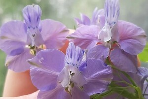 Диплом / сертификат №2 — Ивановна Ментюкова Янина