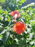 Быкова Лариса Николаевна — бухгалтер (Рязань)