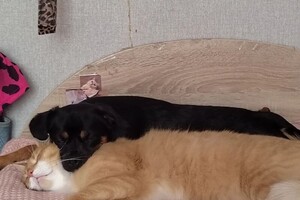 Кузьменкова Екатерина Юрьевна — Портфолио №2