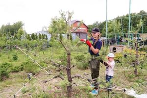 Формирование ниваки, бонсай — Хасанова Анна Игоревна