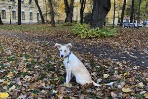 прогулка на передержке — Брантова Майя Руслановна