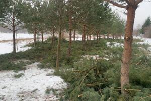 Формирование хвойных деревьев; Распил деревьев,мои услуги. — Ковалев Сергей Викторович