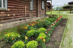 Весенняя клумба; Тюльпаны, пионы и однолетники — Луговой Иван Юрьевич