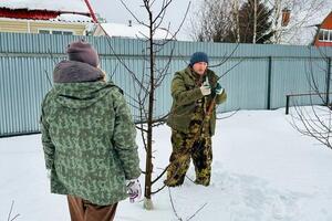 Обрезка плодовых деревьев — Маликова Ольга Сергеевна