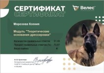 Диплом / сертификат №5 — Морозова Ксения Сергеевна