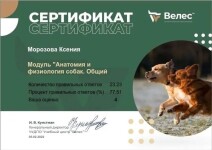 Диплом / сертификат №7 — Морозова Ксения Сергеевна