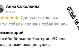 15.06.2023 г..; 1-ый отзыв на Авито.; Выгул собаки. — Прозорова Екатерина Владимировна