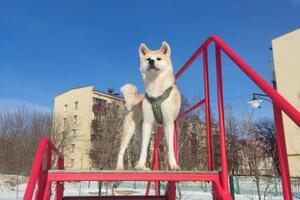 Предлагаю кинологические прогулки: регулярно выгуливаю вашу собаку и провожу с ней занятия.; Подходит для: отучить... — Якушева Мария Александровна