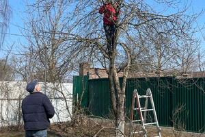 Обрезка фруктовых деревьев — Ж Валерий Викторович