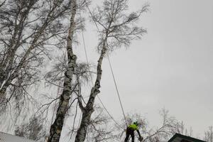 Ещё одна ветка над крышей гаража, спилена маленькими фрагментами. Крыша остаётся в безопасности!!! — Еремин Иван Сергеевич