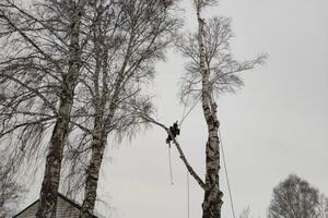 Большая ветка над крышей дома, подвязана, и опущена аккуратно, без вреда имуществу! — Еремин Иван Сергеевич