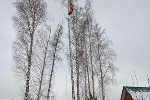 Необходимо подняться выше, чтоб вес спиливаемой макушки был минимальный. — Еремин Иван Сергеевич