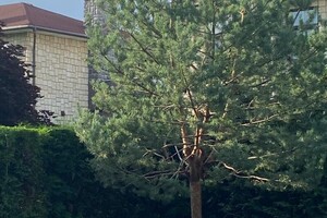 Беленькова Евгения Сергеевна — Санитарная обрезка и чистка сосны. Результат. — Портфолио №22