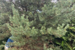 Беленькова Евгения Сергеевна — Санитарная обрезка сосны в работе. — Портфолио №24