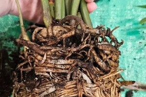 Бондарчук Олеся Николаевна — Портфолио №1