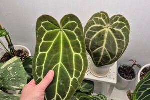 Бондарчук Олеся Николаевна — Портфолио №3