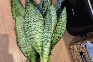 Бондарчук Олеся Николаевна — Портфолио №4