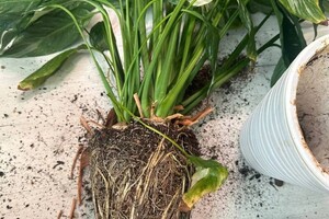 Бондарчук Олеся Николаевна — Портфолио №5