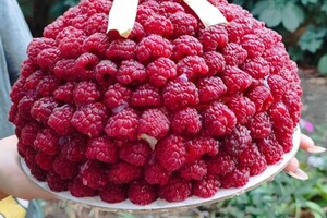 Косумова Юлия Александровна — Портфолио №19