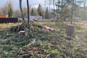 В таком виде остается сваленное дерево!; Пеньки и ветки в одной аккуратной куче — Кабанен Денис Анатольевич