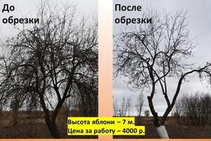 Яблоня осталась от прежних хозяев в сильно запущенном состоянии. — Шабатина Инна Анатольевна