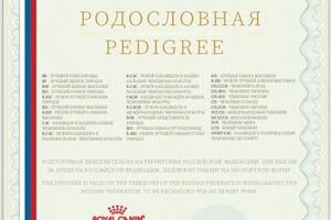 Разработка родословной для владельцев собак, подготовка к печати — Петрова Анастасия Игоревна