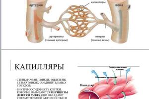 Анатомия — Тыниссон Анастасия Эдуардовна