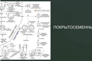 Ботаника — Тыниссон Анастасия Эдуардовна