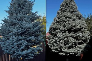 Былкова Анна Александровна — Обрезка и формирование ели — Портфолио №1