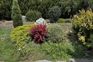 Былкова Анна Александровна — Прочистка можжевельника ДО — Портфолио №11