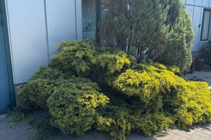 Былкова Анна Александровна — Обрезка сухих веток, стрижка — Портфолио №5