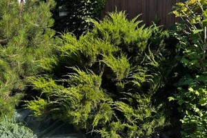 Былкова Анна Александровна — Стрижка хвойных - было — Портфолио №7