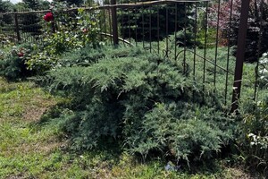 Былкова Анна Александровна — Был можжевельник — Портфолио №9