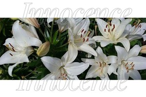 Ковтун Полина Дмитриевна — Постер — Портфолио №8