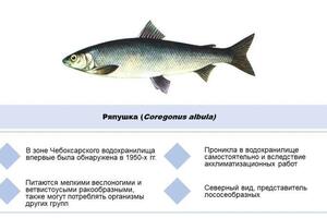 Портфолио №4 — Дарсия Нина Анатольевна