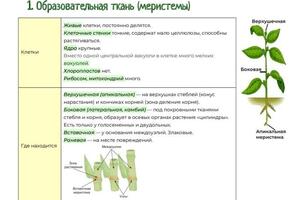 Пример конспекта — Протасова Светлана Игоревна