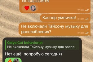 Консультация по адаптации котика в новом доме где живет пес — Семенова Галина Николаевна