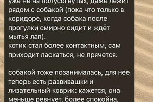 Консультация по налаживанию отношений между кошечкой и собакой совместной с моей коллегой кинологом-зоопсихологом — Семенова Галина Николаевна