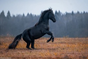 Фотосъёмка лошади — Панкина Александра Павловна