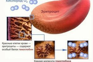 Эритроцит. Перенос O2 — Вишницкий Евгений Анатольевич