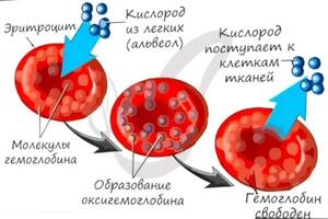 Клетки крови — Вишницкий Евгений Анатольевич