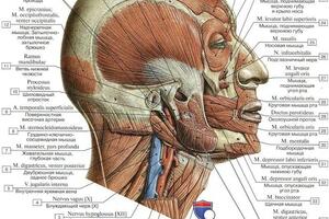 Мышцы лица и головы — Вишницкий Евгений Анатольевич
