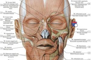 Мышцы лица и головы 2 — Вишницкий Евгений Анатольевич