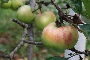 Лымарь Надежда Александровна — Портфолио №16