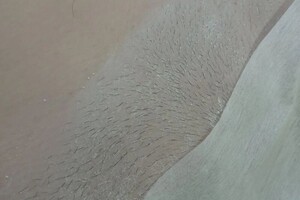 Савогирова Елена Александровна — Шугаринг. Депиляция. Эпиляция. Восковая депиляция. Ваксинг. Удаление нежелательных волос; Глубокое бикини. Фото до — Портфолио №5