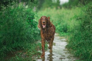 Фотосъемка животных. Фотосессия в ливне — Зотов Александр Евгеньевич