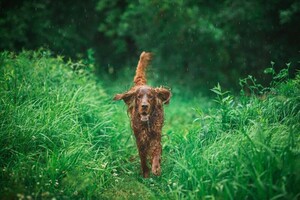 Фотосъемка животных. Фотосессия в ливне — Зотов Александр Евгеньевич