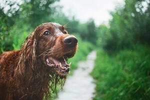 Фотосъемка животных. Фотосессия в ливне — Зотов Александр Евгеньевич